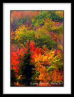 A Dolly Sods Fall