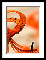 After The Rain #2 (Limited Original 50)