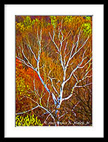 Beauty Beyond Life (Limited Original 50)