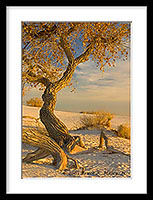 Framed Matted and Unmatted Prints