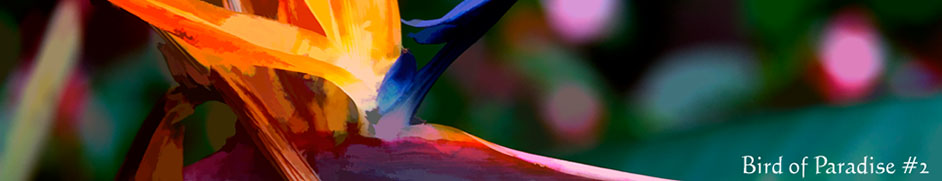 Bird of Paradise Colombia South America