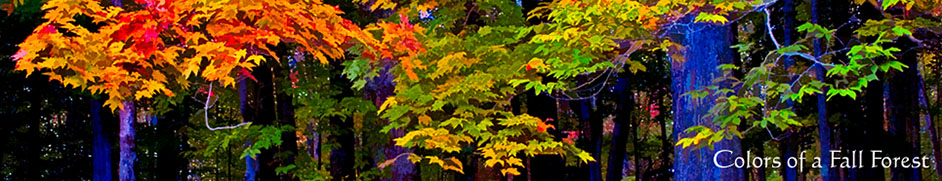 Forest Canaan Valley WV