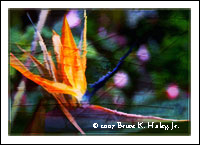 Bird of Paradise #5  (Limited Original 50)