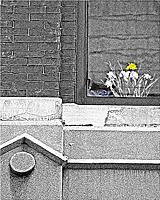 Birthday Pride  (Limited Original 1000)