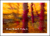 Bursting Forth (Limited Edition of 50)