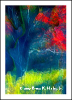 Dancing Light #2  (Limited Original 50)