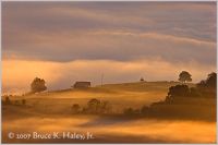 Golden Haze on The Meadow